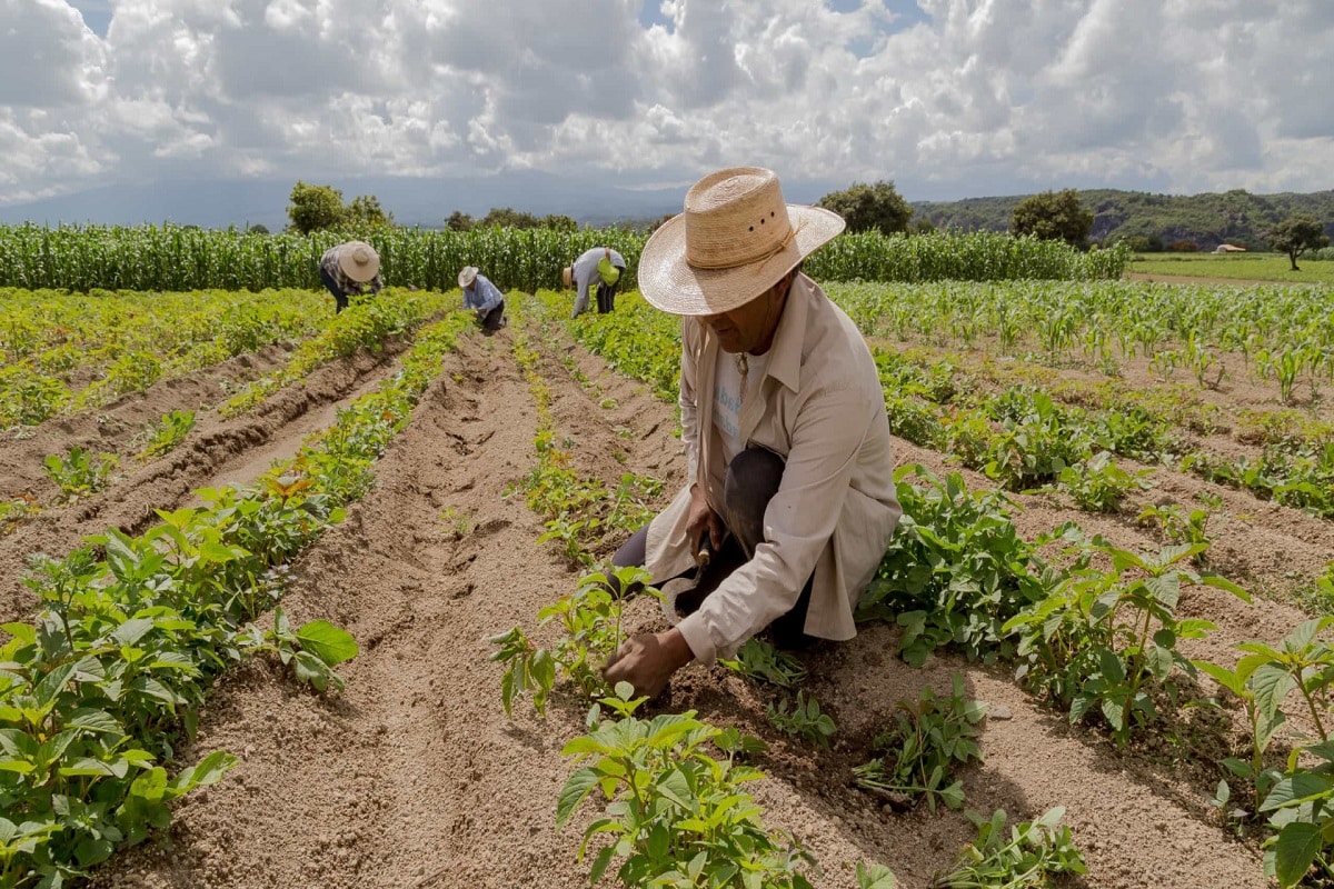 Agricultura Familiar Ter R Bilh Es Para Produ O De Alimentos