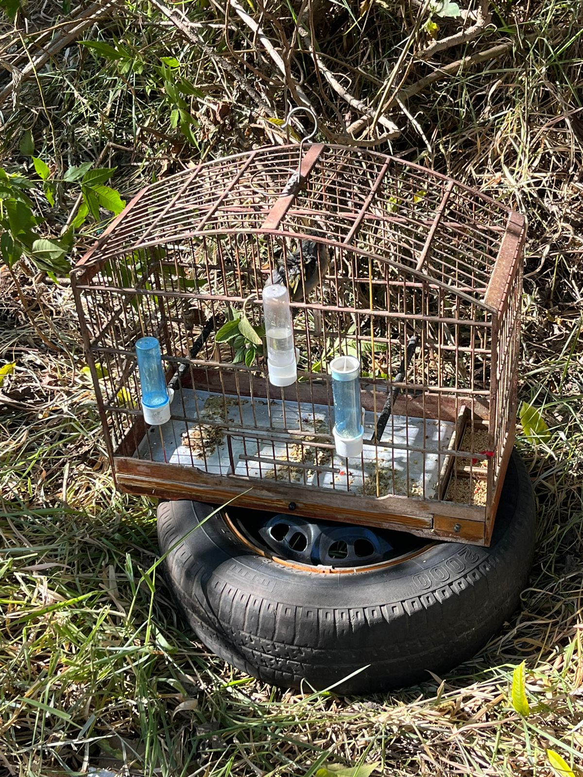 Carro abandonado e pássaros silvestres são encontrados em São Carlos ...