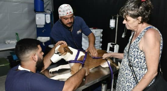 Mutirão de castração será realizado nos dias 8 e 9 de junho no Cemei Maria Lucia Marrara