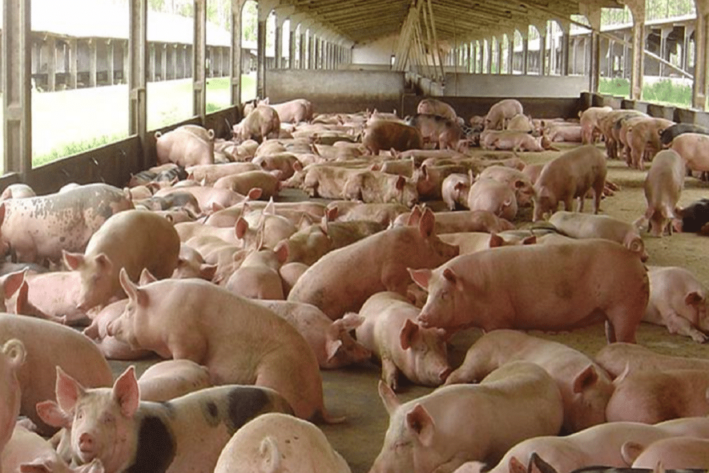 Granja de porcos tem fiação furtada em São Carlos