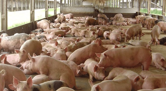 Granja de porcos tem fiação furtada em São Carlos