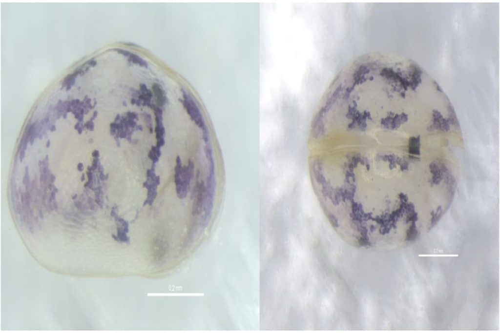 88061 gomes et al 2024 4703606770607471063