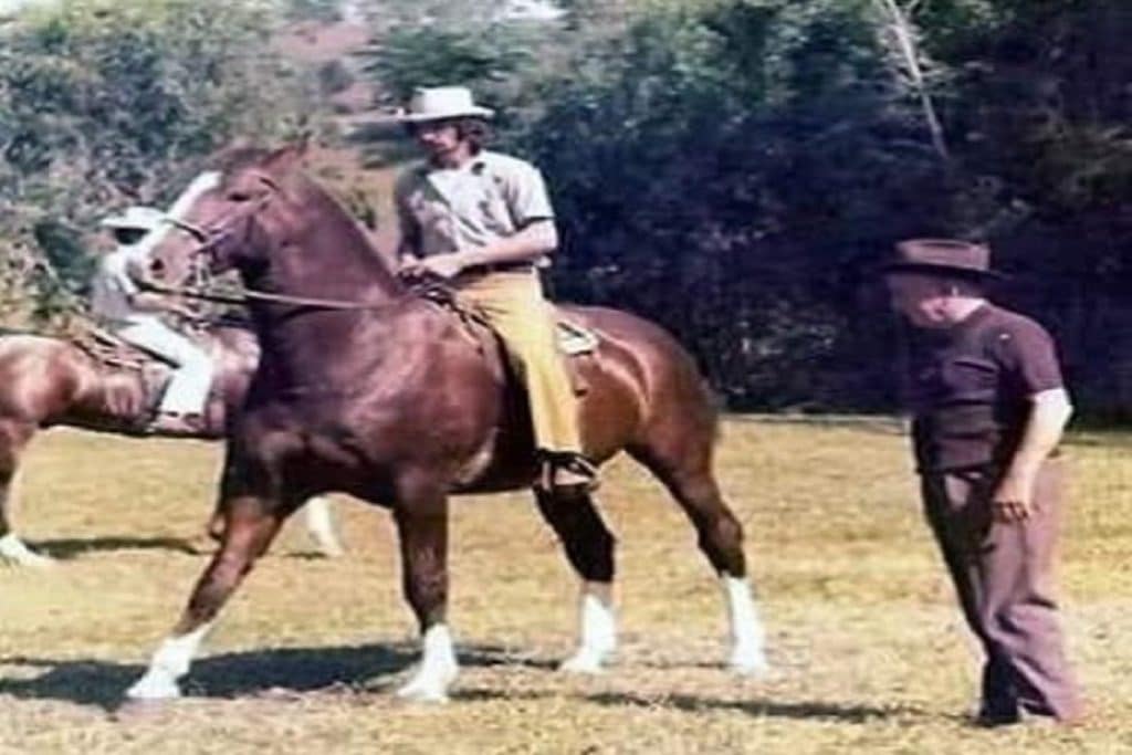 cavalo