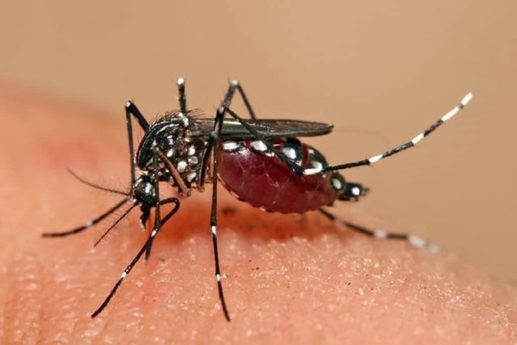 dengue 1