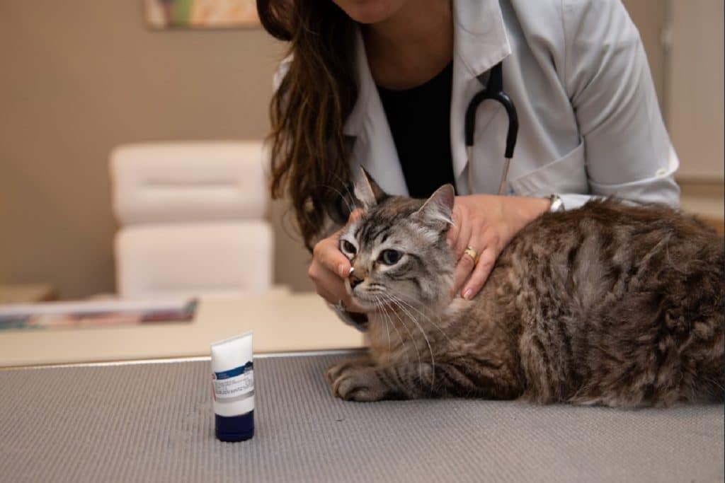 Consultas a cada seis meses e cuidados preventivos sao essenciais para a qualidade de vida dos pets idosos Foto Edjane Madza