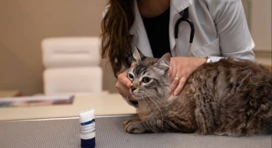 Consultas a cada seis meses e cuidados preventivos sao essenciais para a qualidade de vida dos pets idosos Foto Edjane Madza