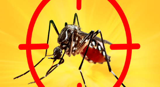 dengue