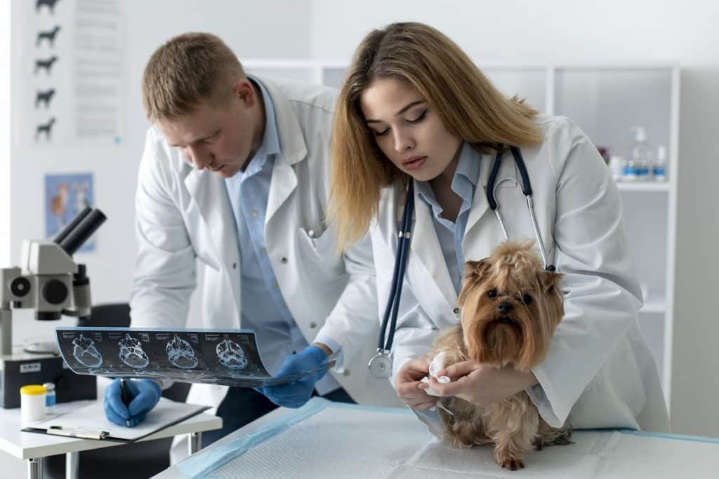 A VetFamily maior comunidade global e do Brasil de clinicas hospitais e medicos veterinarios atua na valorizacao e capacitacao profissional de medicos veterinarios Imagem Freepik