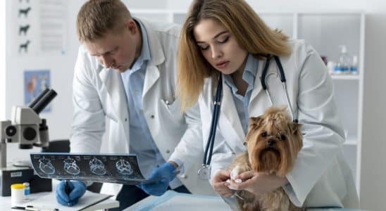 A VetFamily maior comunidade global e do Brasil de clinicas hospitais e medicos veterinarios atua na valorizacao e capacitacao profissional de medicos veterinarios Imagem Freepik