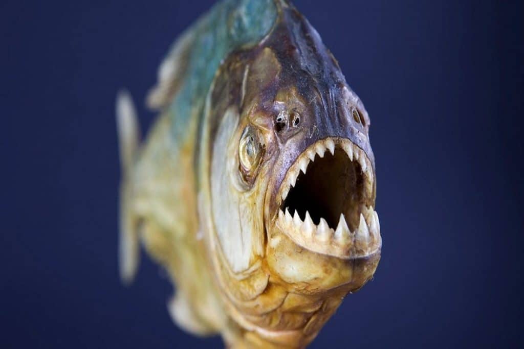 piranha