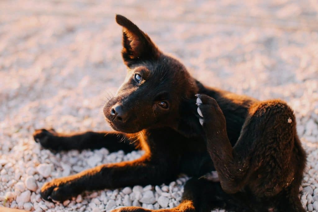 A irritacao e a arranhadura do ato de cocar causam feridas na pele abrindo espaco para infeccoes e o mal estar com a coceira provoca agitacao e irritabilidade. Imagem pexels rachel claire 6125775