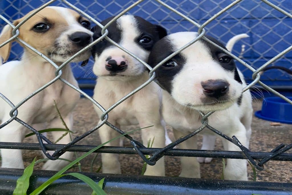 ANIMAIS