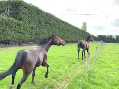 cavalos de raca sao usados para lavar dinheiro do trafico