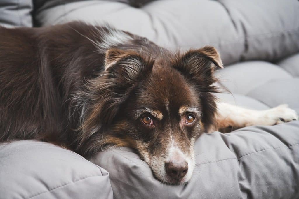 Campanha Rins e coracao saude em conexao tem como objetivo conscientizar responsaveis por pets sobre a sindrome cardiorrenal SCR Foto Armin Forster por Pixabay