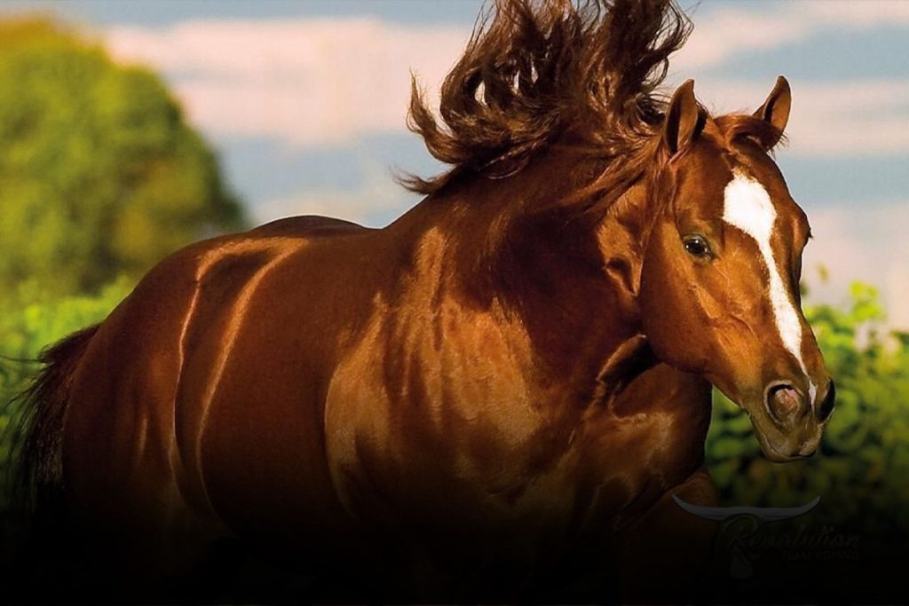 cavalo