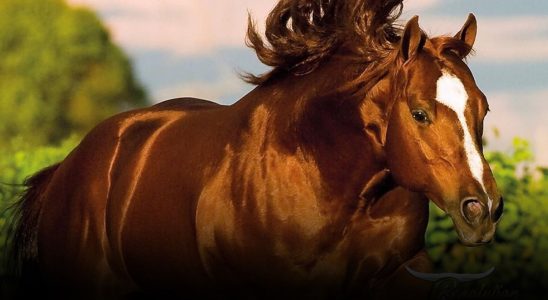 Morre Reydiculous, um ícone da raça Quarto de Milha, deixando um legado imortal 6 cavalo