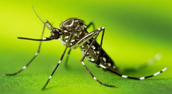 dengue regiao