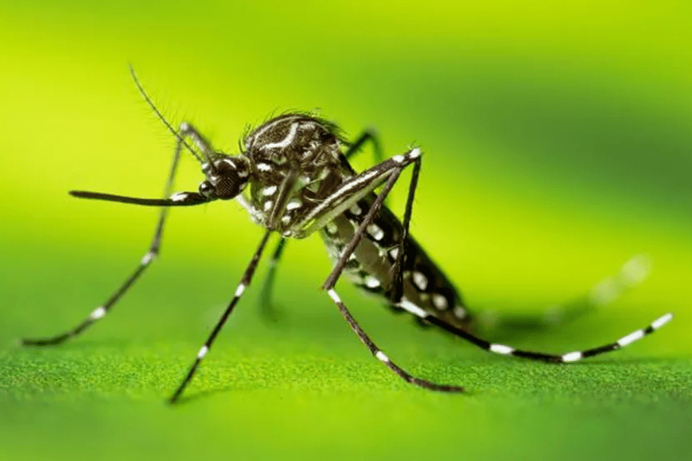 dengue regiao
