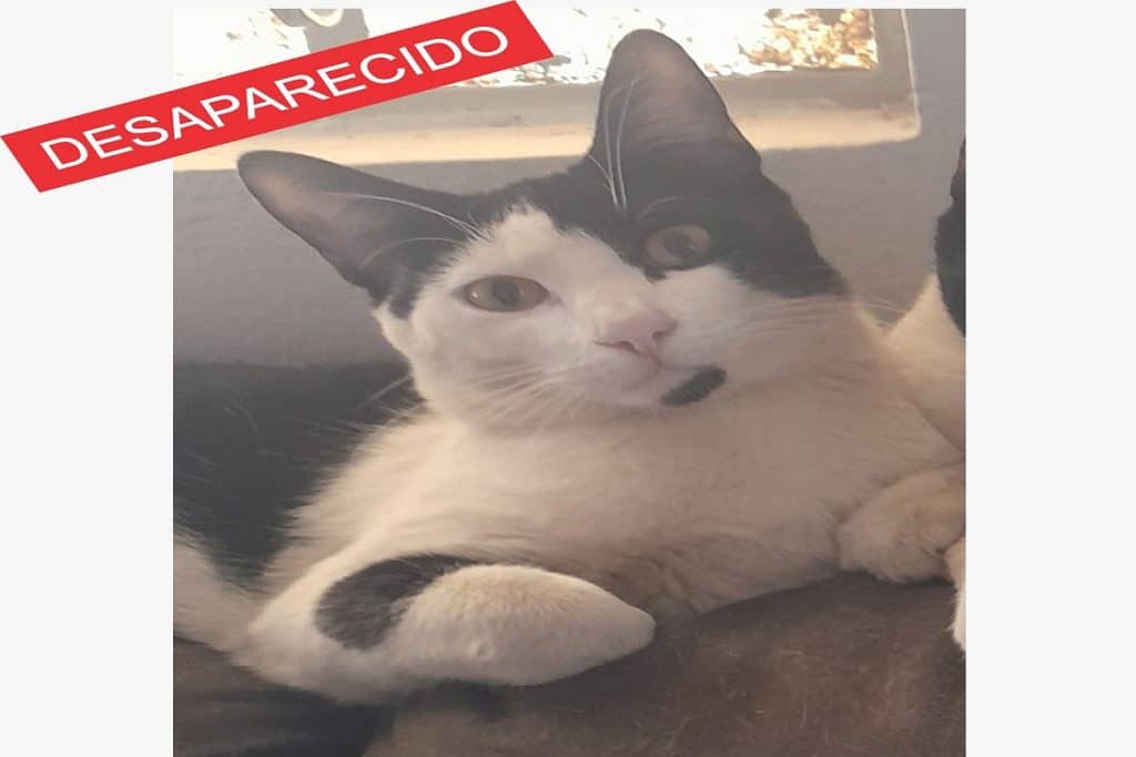 gato