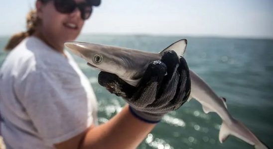 pesquisa detecta presenca de cocaina em tubaroes na costa do rio de janeiro