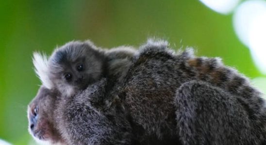 sagui