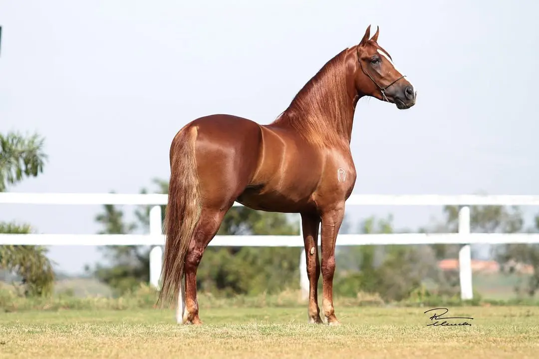cavalo-mangalarga-marchador-bate-recorde-hist-rico-s-o-carlos-no-toque