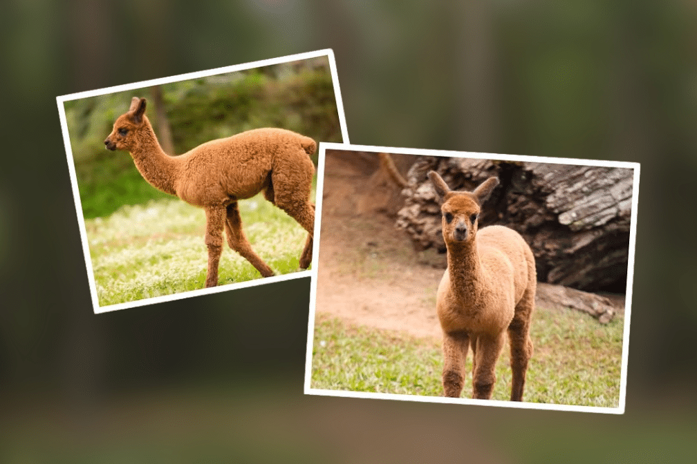 alpacas