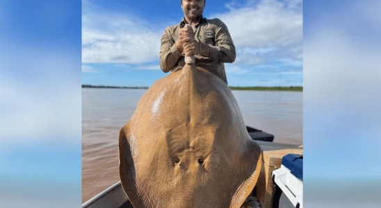 arraia gigante 50 kg