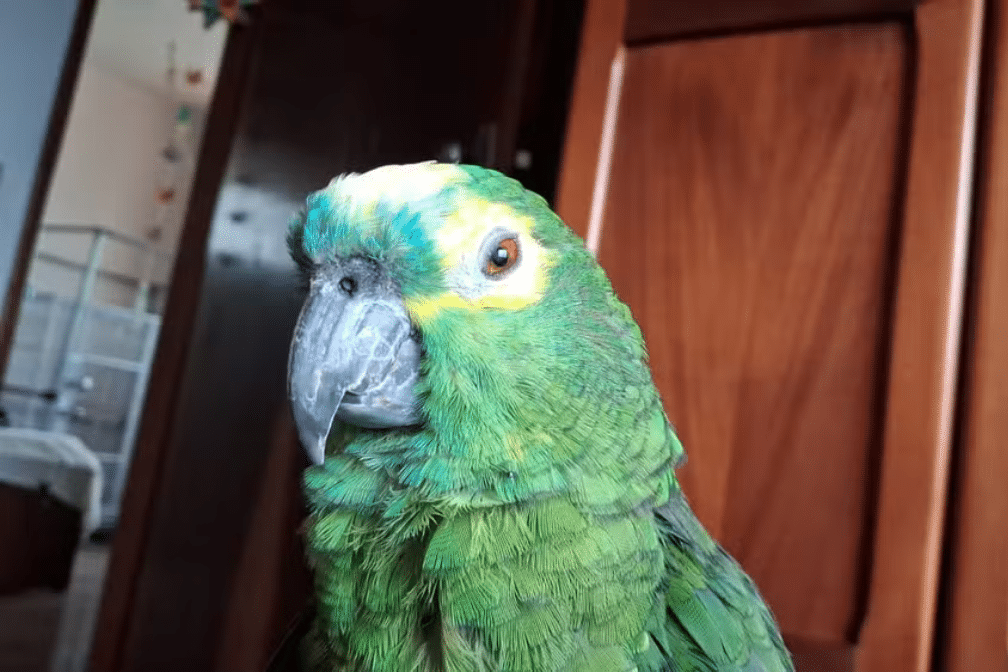 papagaio