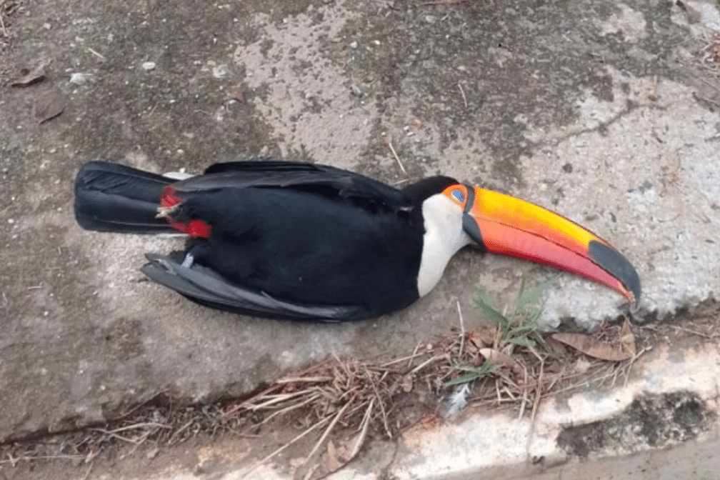 tucano