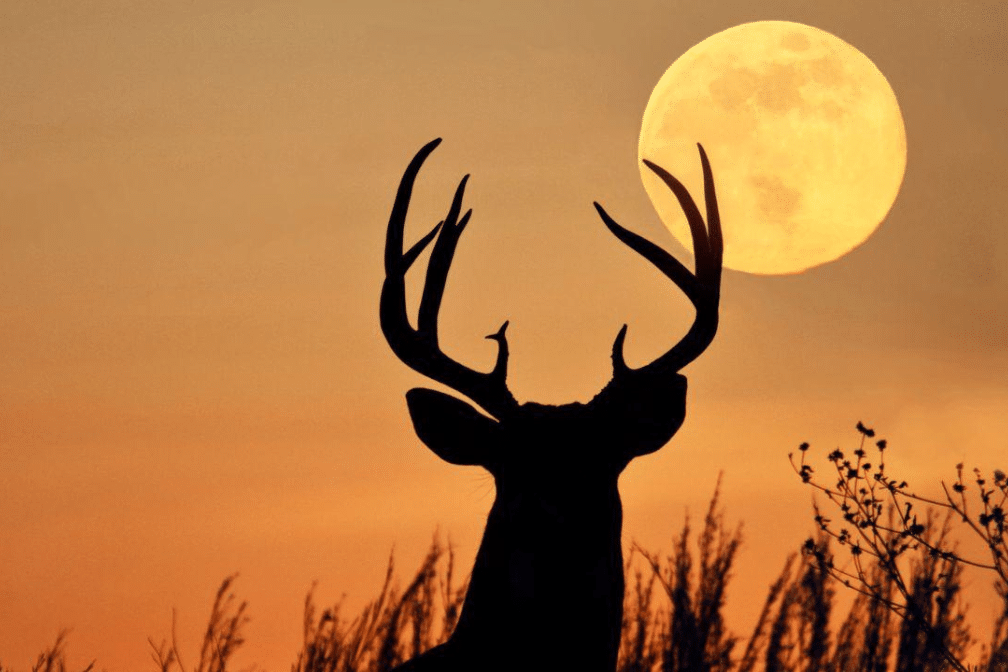 lua do veado
