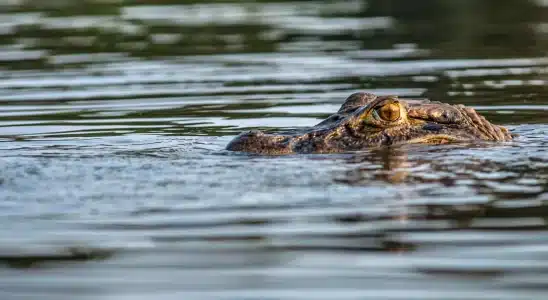 nationalgeographic 2675111 editada