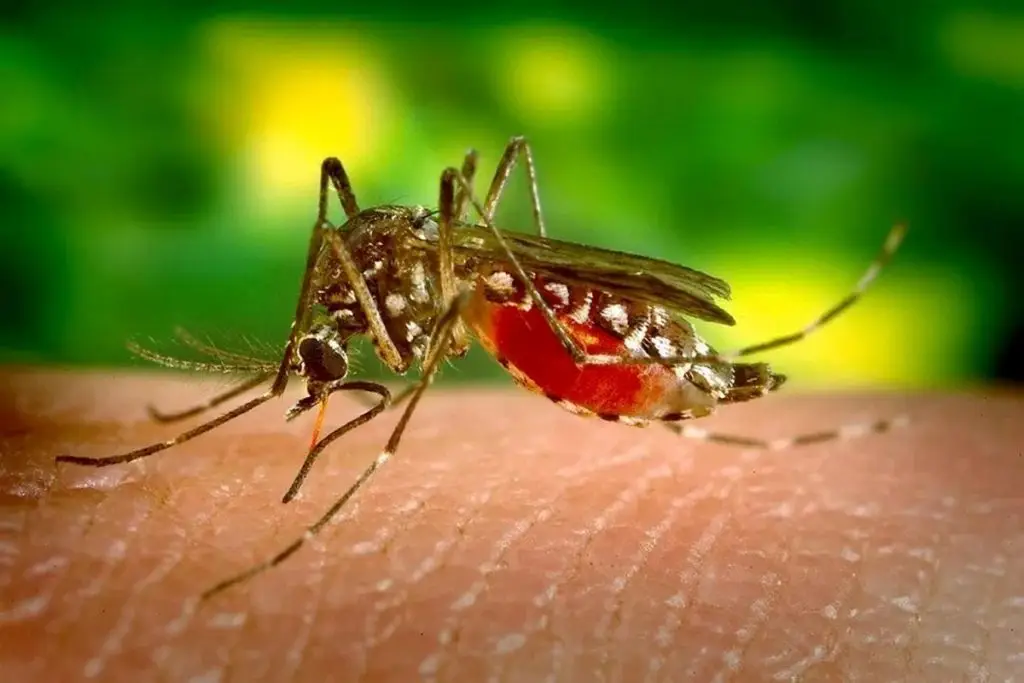 São Carlos registra 403 casos positivos de dengue em 2025 4 Secretaria de saúde de São Carlos investiga primeira morte por dengue