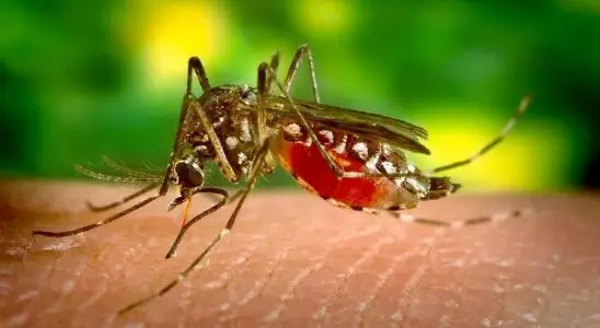 Secretaria de saúde de São Carlos investiga primeira morte por dengue