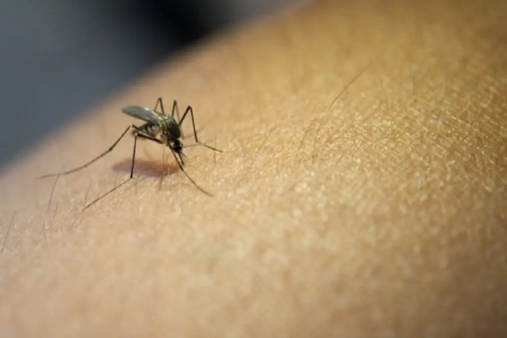 São Carlos registra queda de 98% nos casos de dengue em 2026 4 DENGUE 1