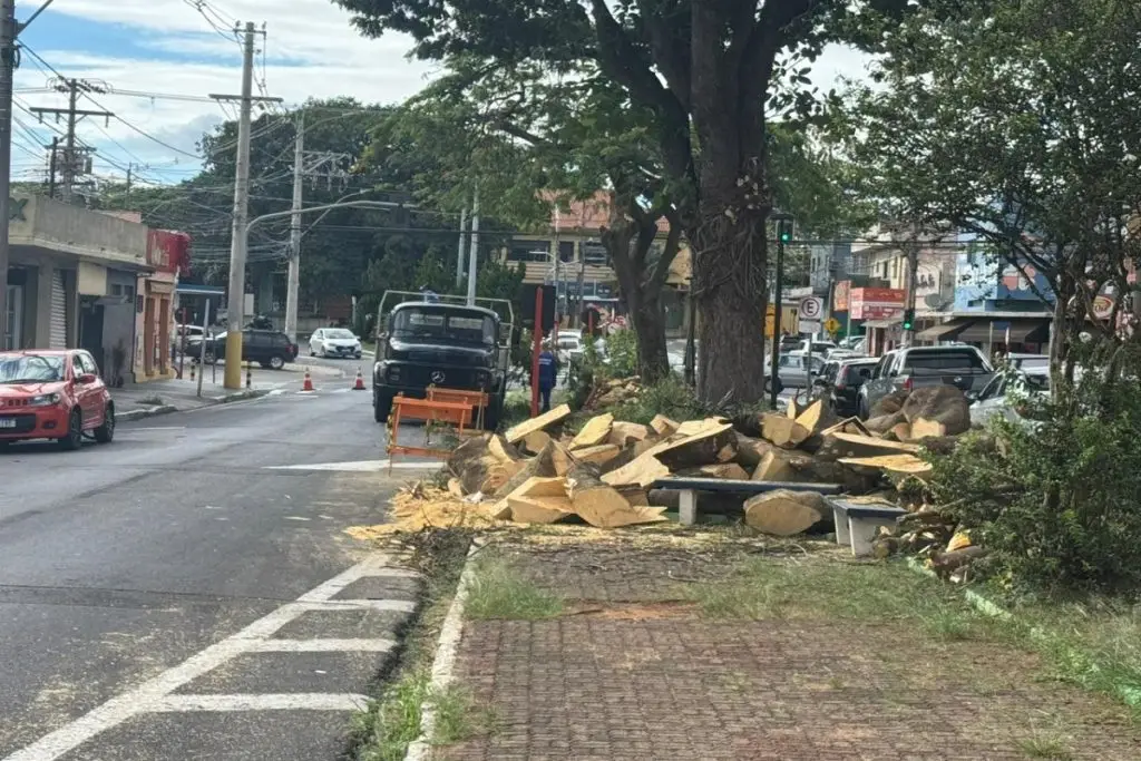 Nova lei libera poda e corte de árvores em situação de risco após silêncio do poder público 4 arvore 2