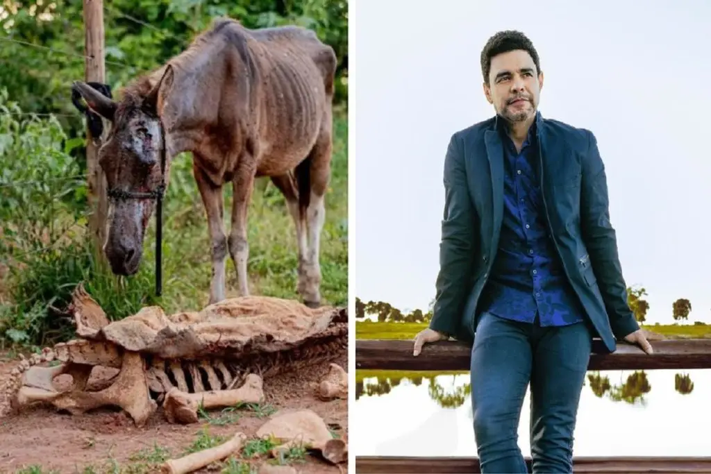 Zezé Di Camargo adota cavalos resgatados de abatedouro clandestino em Goiás 4 zeze