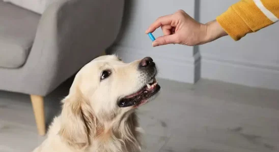 cachorro