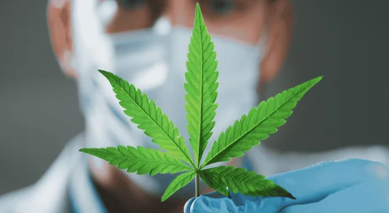 Anvisa autoriza Embrapa a iniciar pesquisas com cultivo de cannabis no Brasil 8 pesquisa cannabis Adobe Stock 2