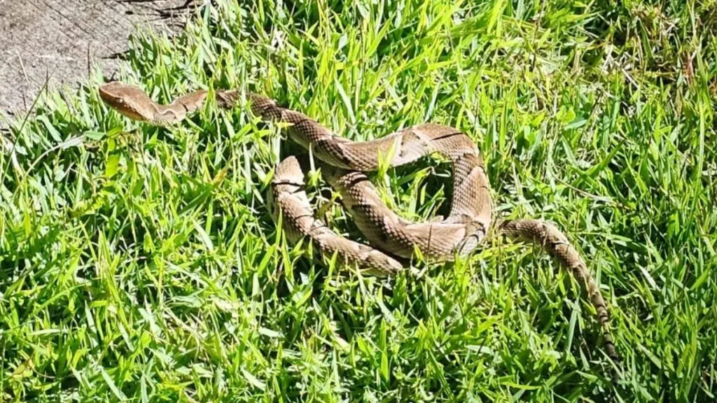 Defesa Civil captura cascavel no Jardim das Palmeiras 4 viver 46