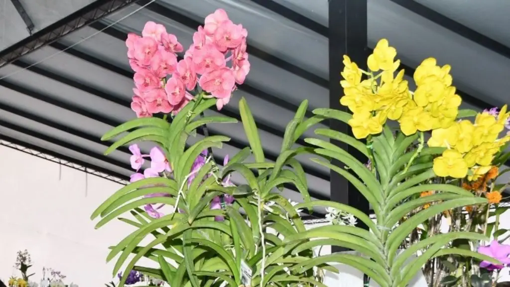 61ª Exposição Nacional de Orquídeas acontece nos dias 24, 25 e 26 de abril 4 viver 34 2