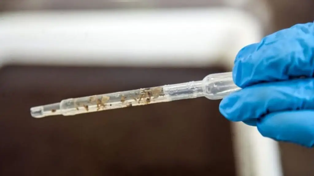 Wolbachia: secretaria de saúde intensifica ações para implantação de tecnologia que reduz transmissão da dengue e outras arboviroses 4 Design sem nome 33
