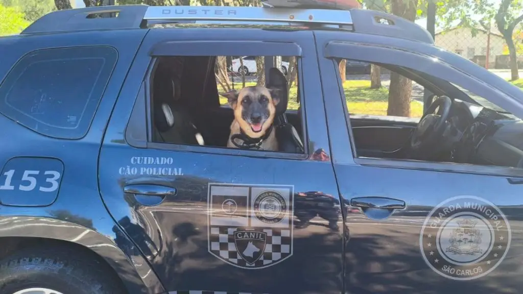 Cão farejador da Guarda Municipal encontra grande quantidade de drogas escondida no Santa Angelina 4 Design sem nome 22