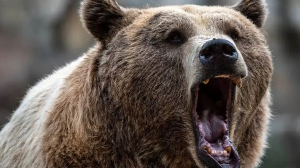 Mulher sobrevive a ataque de urso-pardo no Alasca com ajuda da cadela e reação inspirada no jiu-jítsu 4 Design sem nome 44 3