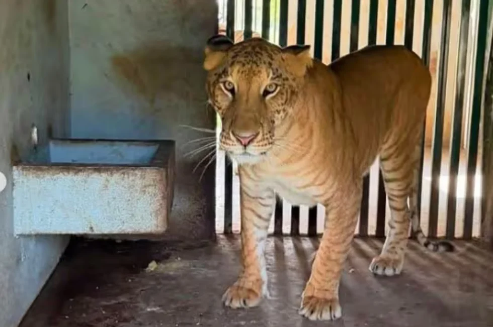 Polícia encontra “ligre” e outros animais exóticos em rancho ligado a chefe de cartel no México 4 image